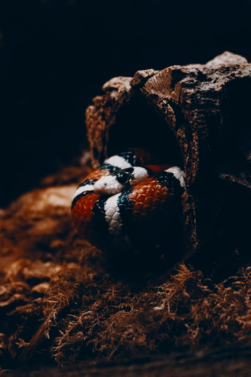 a close up of a red and white snake on the ground