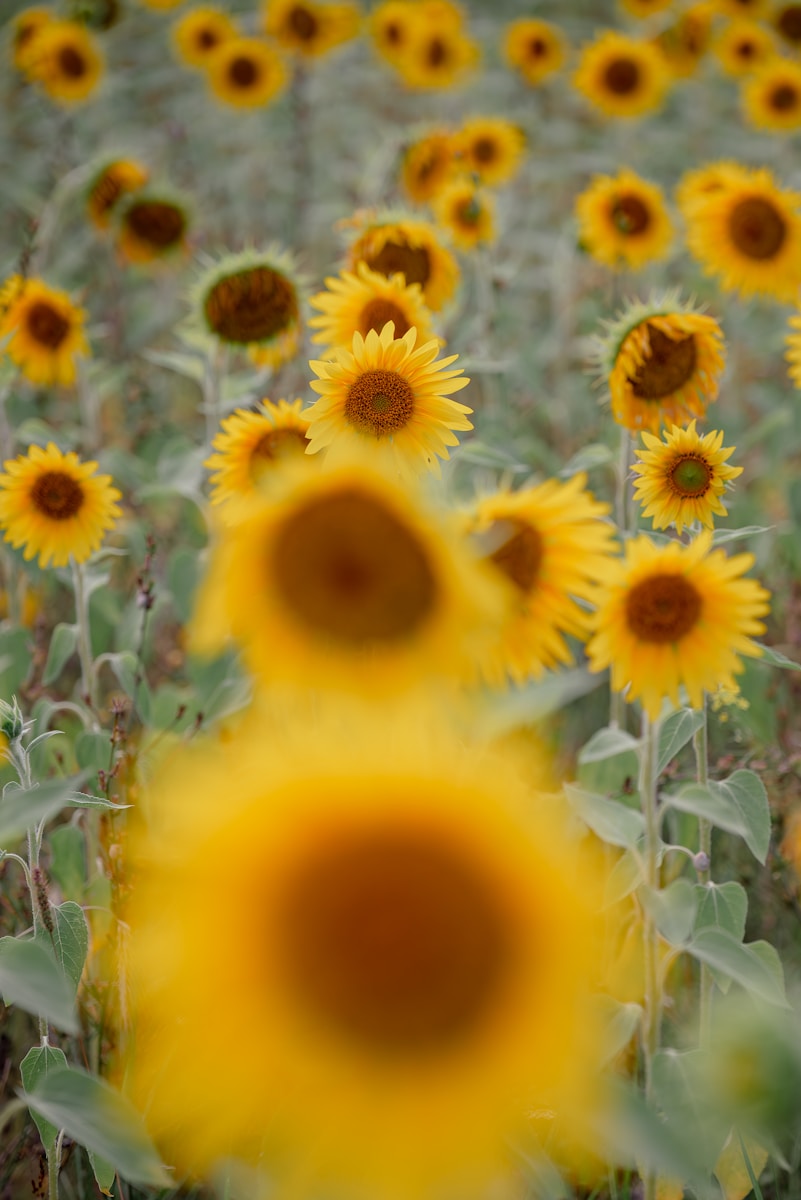 A field of sunflowers with a blurry background
