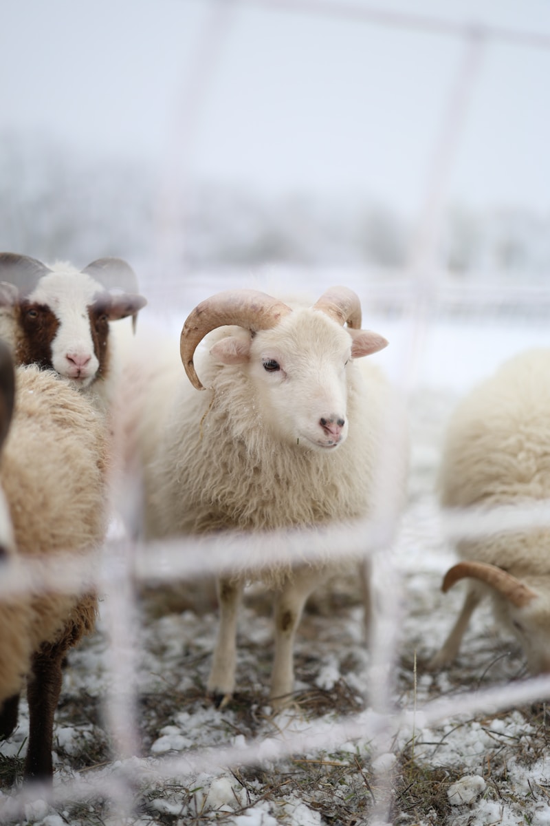 a herd of sheep standing on top of a snow covered field